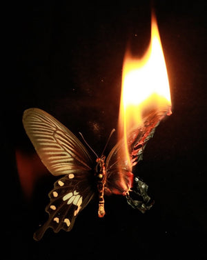 State and Fate of Biodiversity