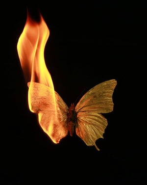 State and Fate of Biodiversity