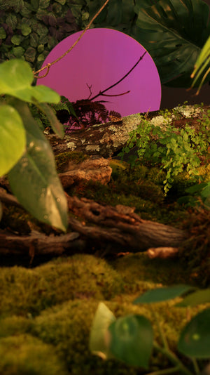 Chameleon Mirror