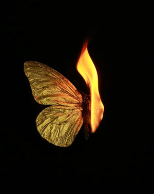 State and Fate of Biodiversity